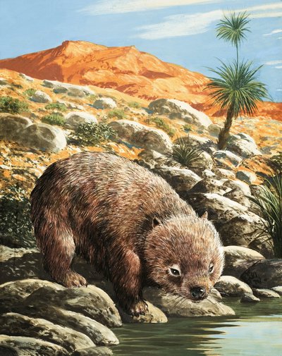 Le wombat - English School