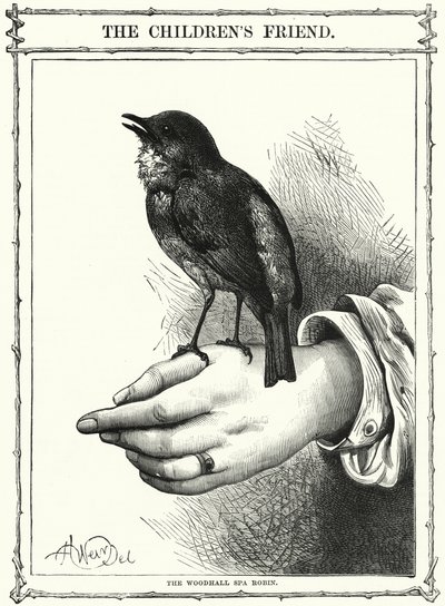 Le rouge-gorge de Woodhall Spa (gravure) - English School