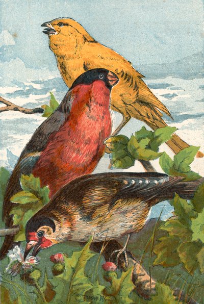 Le Canari jaune, le Bouvreuil à bec court et le Chardonneret élégant - English School