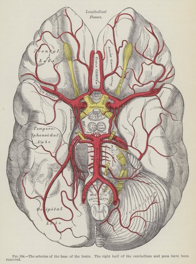 Les artères de la base du cerveau - English School