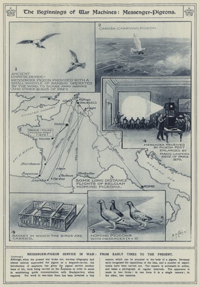 Les débuts des machines de guerre, pigeons messagers, service de pigeons messagers en guerre, des temps anciens à nos jours - English School