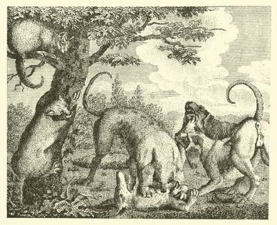 Le chat et le renard - English School