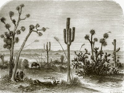 Le grand cereus - English School