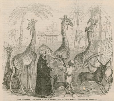 Les girafes et leurs assistants nubiens - English School