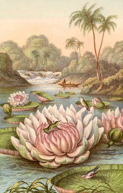 Le grand nénuphar, Victoria Regia - English School