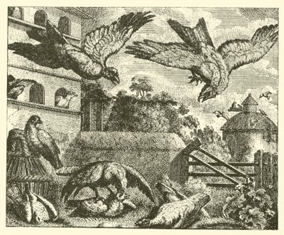 Le cerf-volant et les pigeons (gravure) - English School