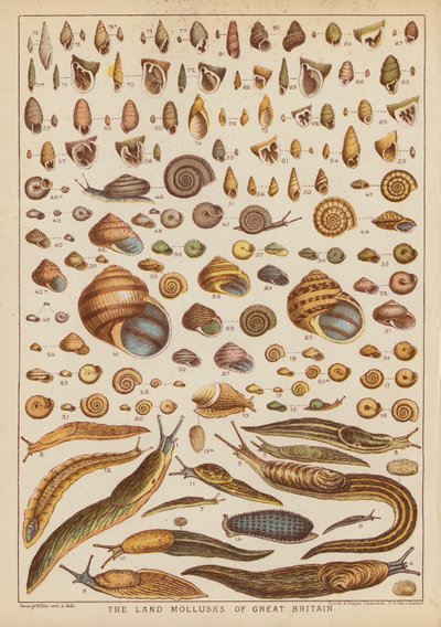 Les mollusques terrestres de Grande-Bretagne - English School