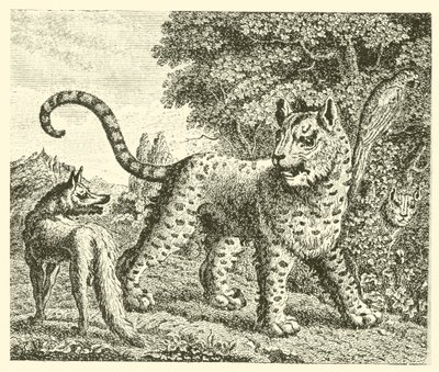 Le léopard et le renard - English School