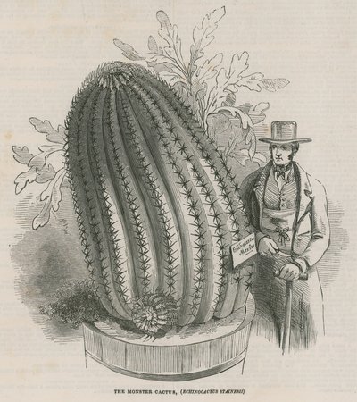 Le cactus monstre (Echinocactus stainesh) aux jardins royaux, Kew, Londres - English School