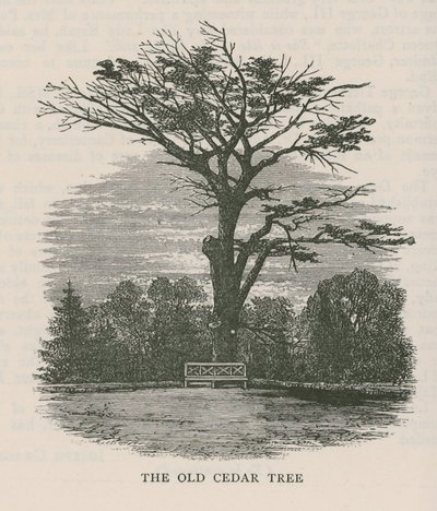 Le vieux cèdre, Holland House - English School