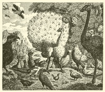 Le paon et la pie (gravure) - English School