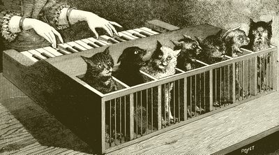Le piano des chats - English School