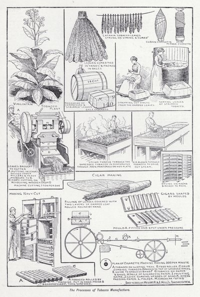Les processus de fabrication du tabac - English School
