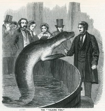 Le poisson qui parle - English School