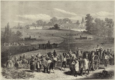 La vendange dans le Médoc - English School