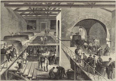 La vendange du Médoc - English School