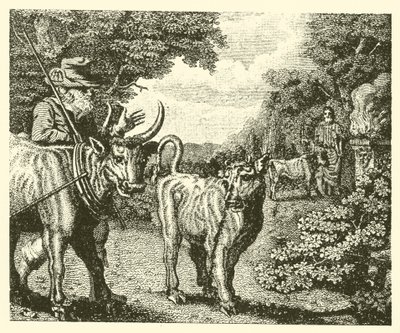 Le veau dévergondé (gravure) - English School