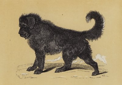 Chien du Tibet - English School