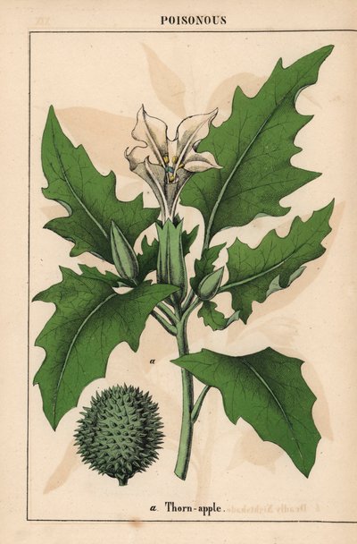 Pomme épineuse avec fleurs blanches et fruit épineux, de 
