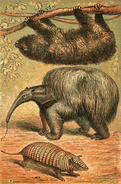 Paresseux à Trois Doigts, Grand Fourmilier et Tatou - English School