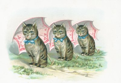 Trois chats assis en ligne - English School