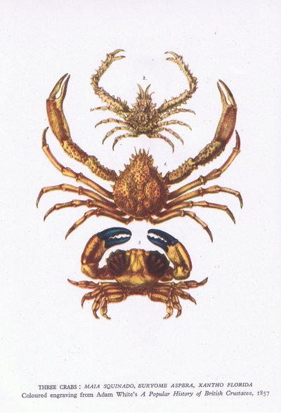 Trois crabes, Nature en Grande-Bretagne publiée par Collins - English School