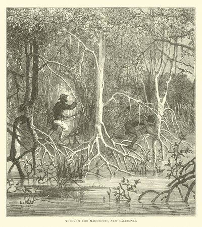 À travers les mangroves, Nouvelle-Calédonie - English School