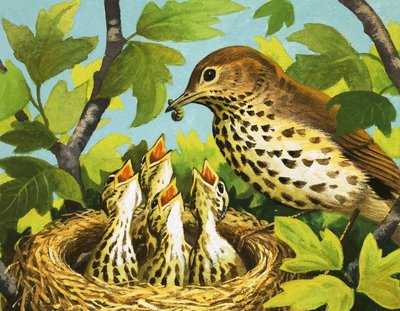 Grive et poussins - English School