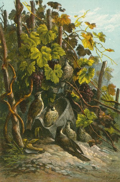 Grives et vigne - English School