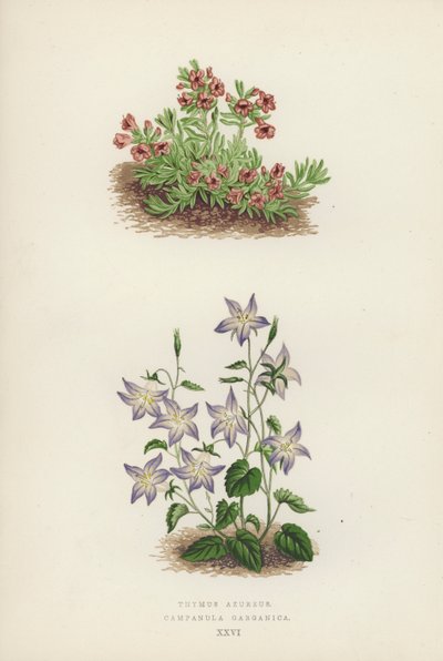 Thymus Azureus; Campanula Garganica - English School