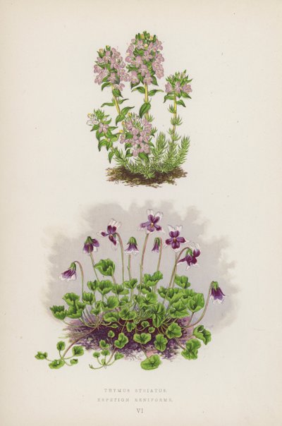Thymus Striatus; Erpetion Reniforme - English School