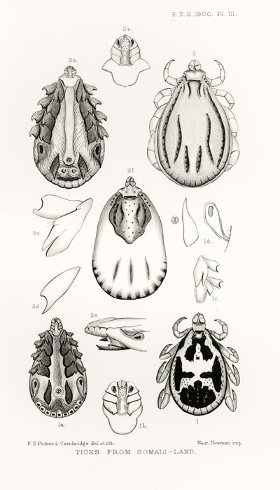 Tiques de la Somalie, illustration de The Hope Reports, Vol. II, 1897-1900, édité par Edward B. Poulton, Oxford, 1901 - English School