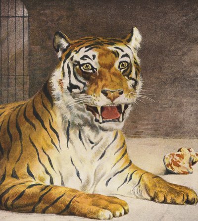 Tigre - English School