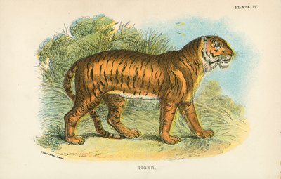 Tigre - English School
