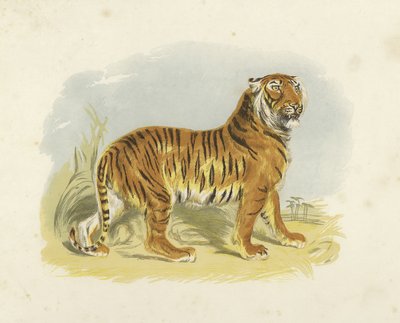 Tigre - English School