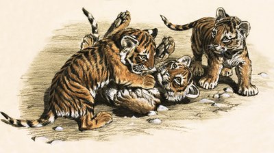 Petits Tigres - English School