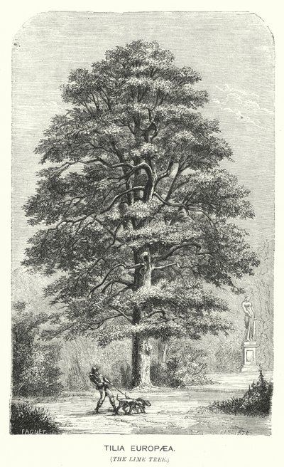 Tilia Europaea, le tilleul (gravure) - English School