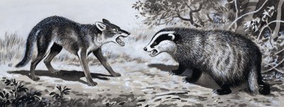 Dent et griffe : Animaux en combat - English School