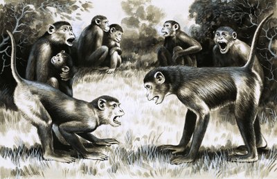 À dents et à griffes : troupes de singes - English School