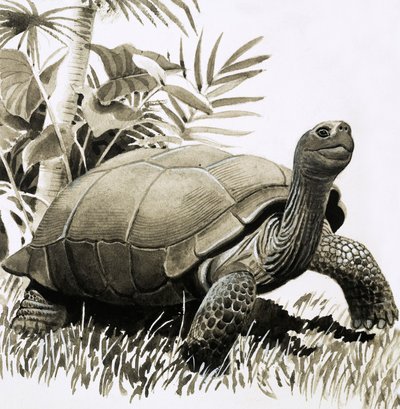 Tortue - English School