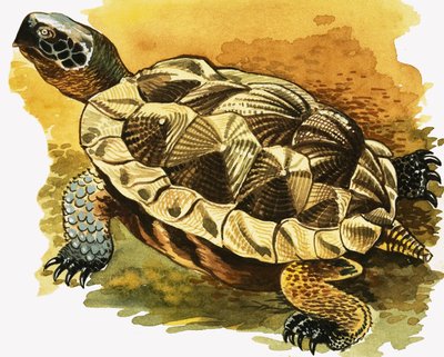 Tortue - English School