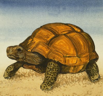 Tortue - English School