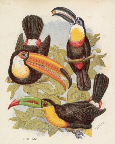 Toucans (lithographie en couleur) - English School