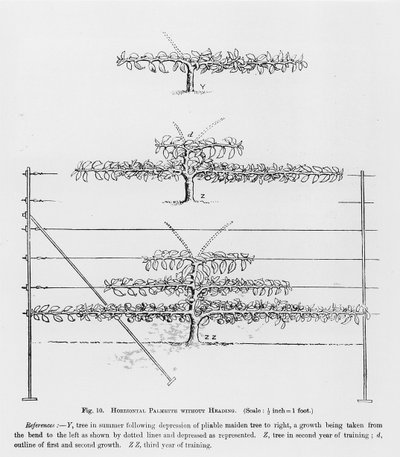 Formation de jeunes arbres fruitiers, de The Fruit Growers Guide par John Wright, publié vers 1897-1905 - English School