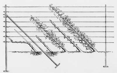 Formation de jeunes arbres, de The Fruit Growers Guide par John Wright, publié vers 1897-1905 - English School