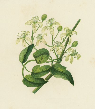 Clematis Vitalba (Clématite des haies) - English School