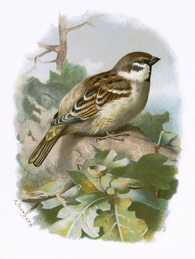 Moineau friquet - English School