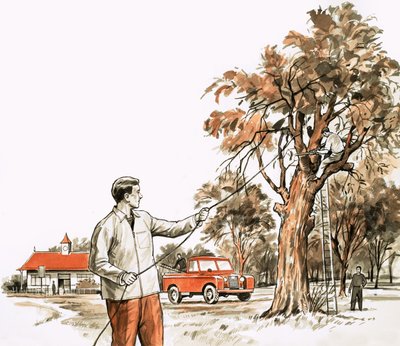 Chirurgien arboricole - English School