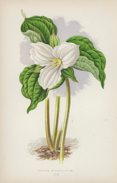 Trilium Grandiflorum - English School