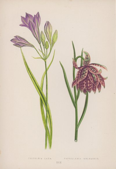 Triteleia Laxa; Fritillaria Meleagris - English School